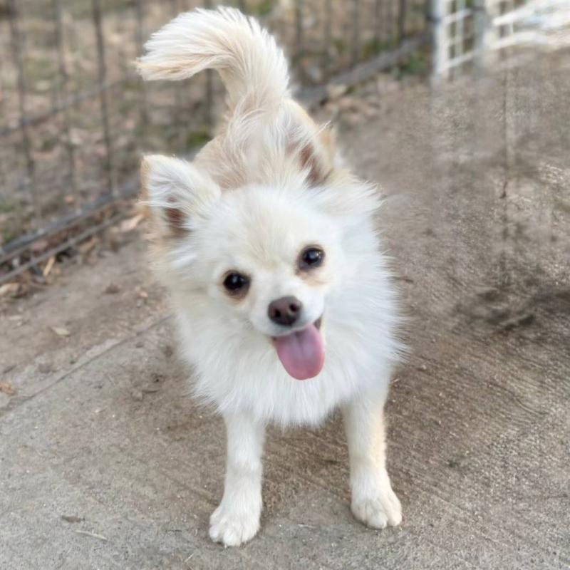 販売中の茨城県のポメチワ:ポメラニアン×チワワ-396487の17枚目