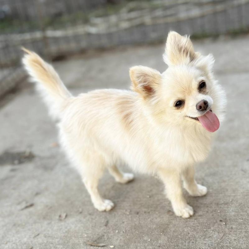 販売中の茨城県のポメチワ:ポメラニアン×チワワ-396487の16枚目