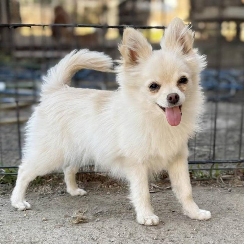 販売中の茨城県のポメチワ:ポメラニアン×チワワ-396487の15枚目