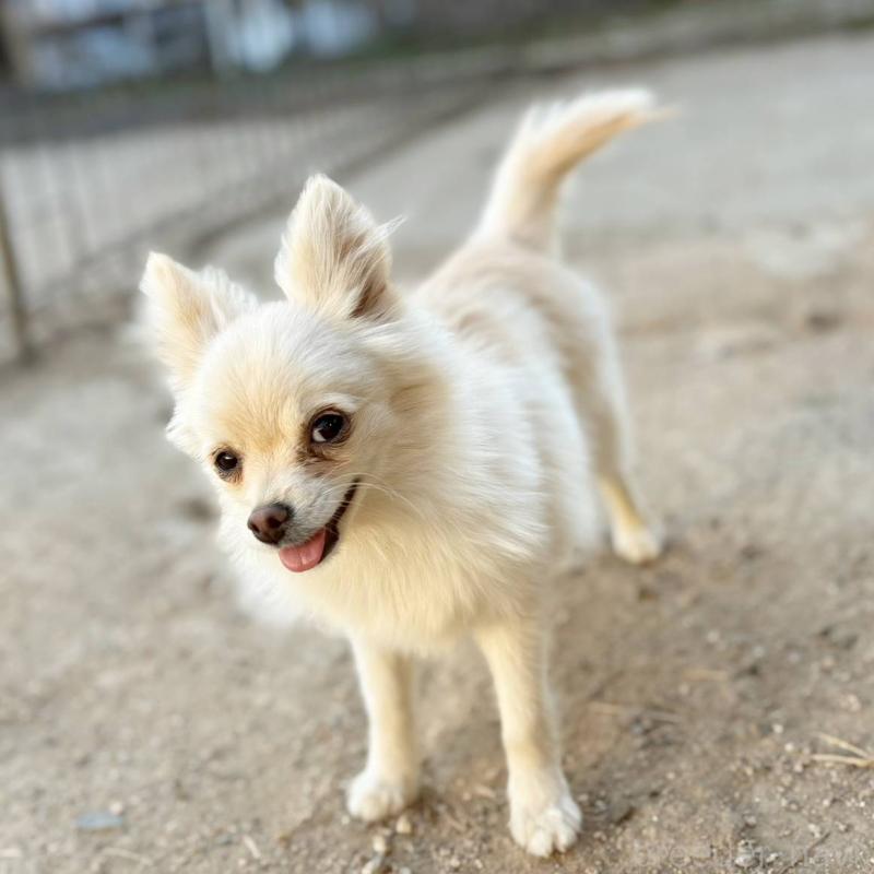 販売中の茨城県のポメチワ:ポメラニアン×チワワ-396487の13枚目