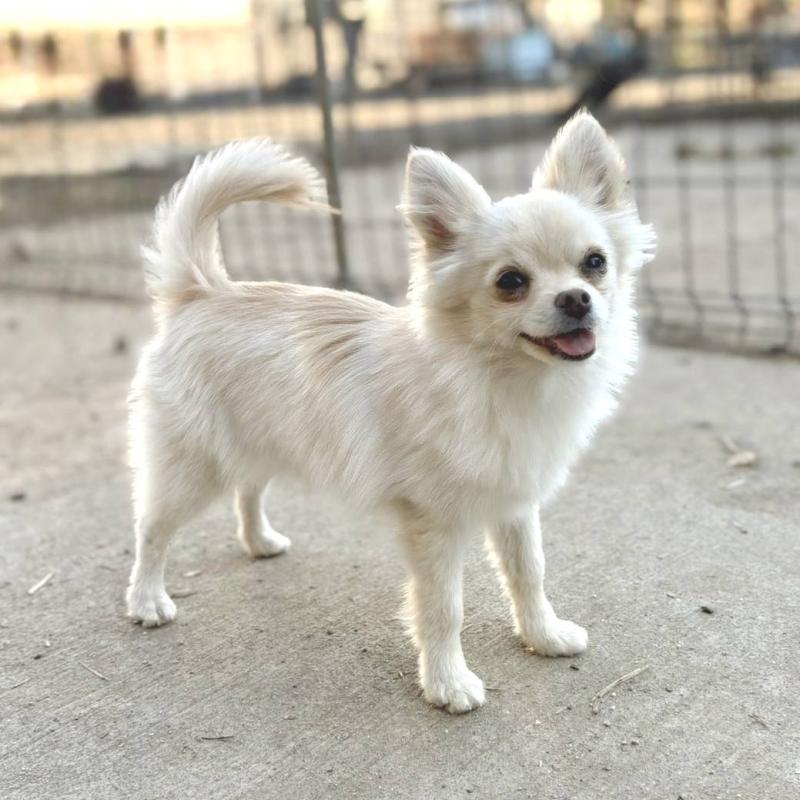 販売中の茨城県のポメチワ:ポメラニアン×チワワ-396487