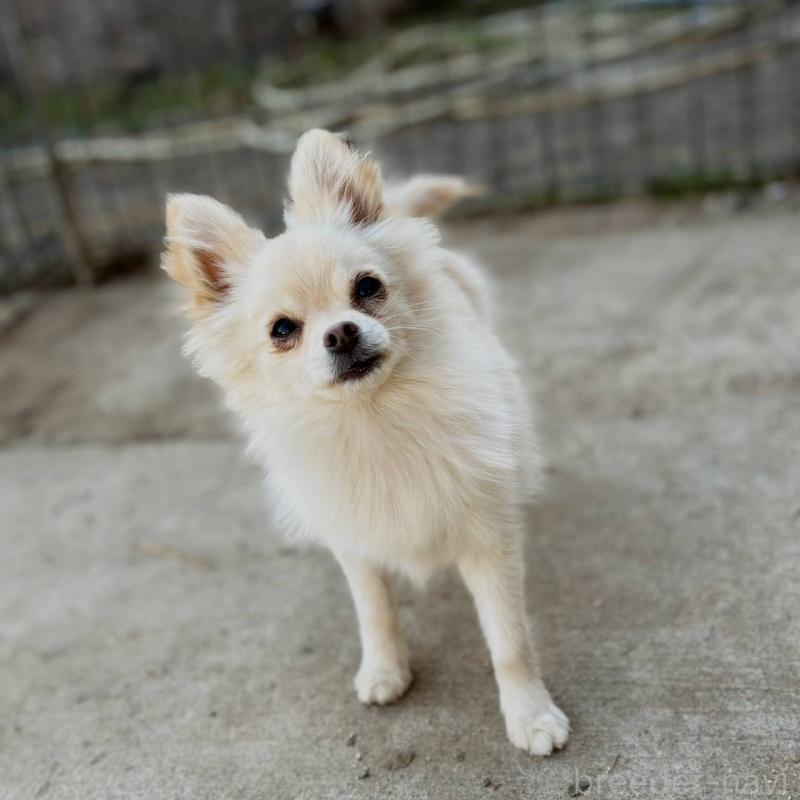 販売中の茨城県のポメチワ:ポメラニアン×チワワ-396487の12枚目