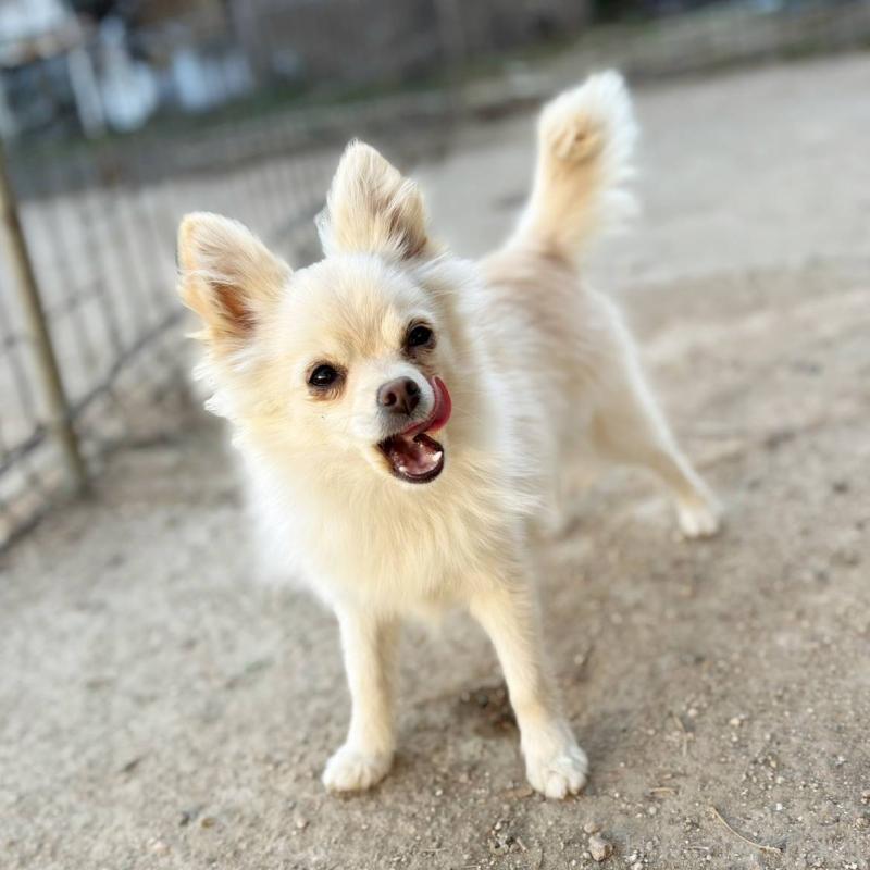 販売中の茨城県のポメチワ:ポメラニアン×チワワ-396487の10枚目