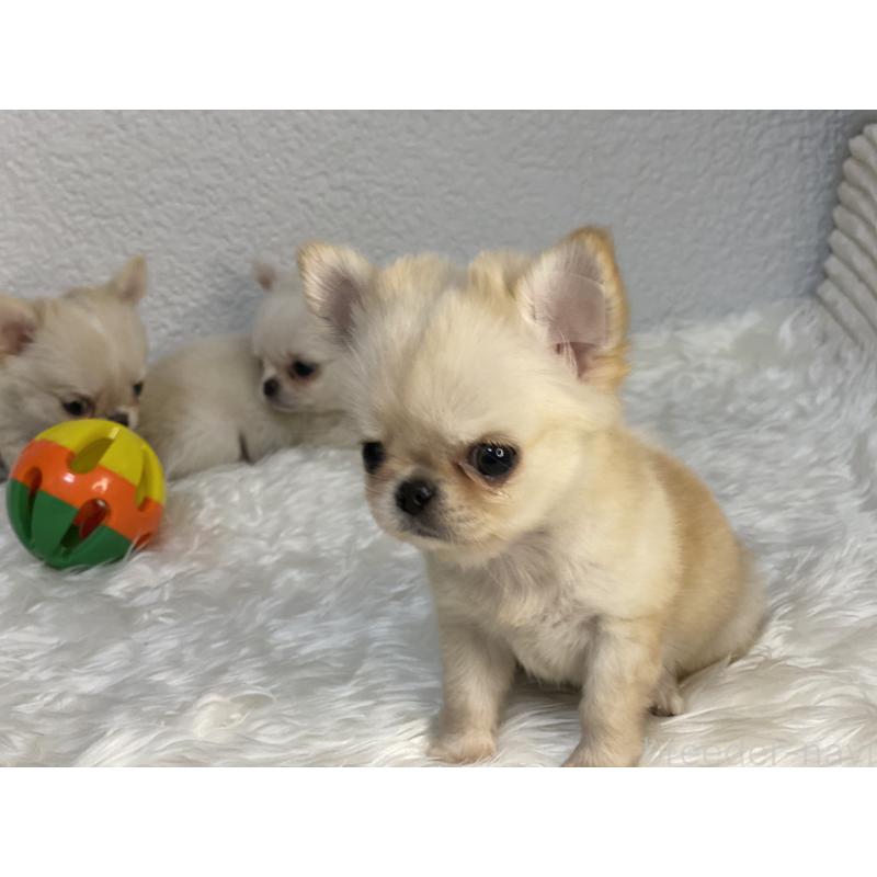 販売中の岡山県のチワワ(ロングコート)-433261の3枚目