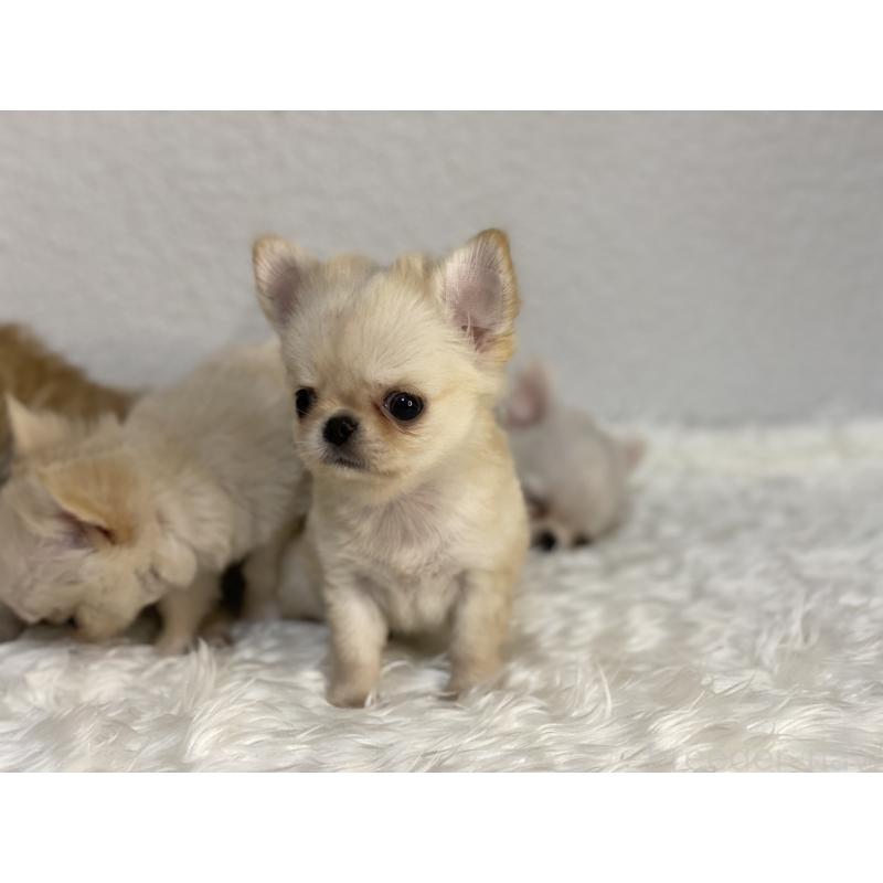 販売中の岡山県のチワワ(ロングコート)-433261の2枚目