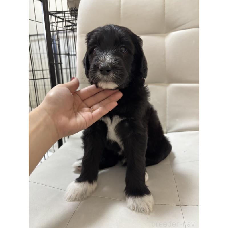 成約済の滋賀県のゴールデンドゥードル:ゴールデンレトリーバー×プードル-433225の1枚目