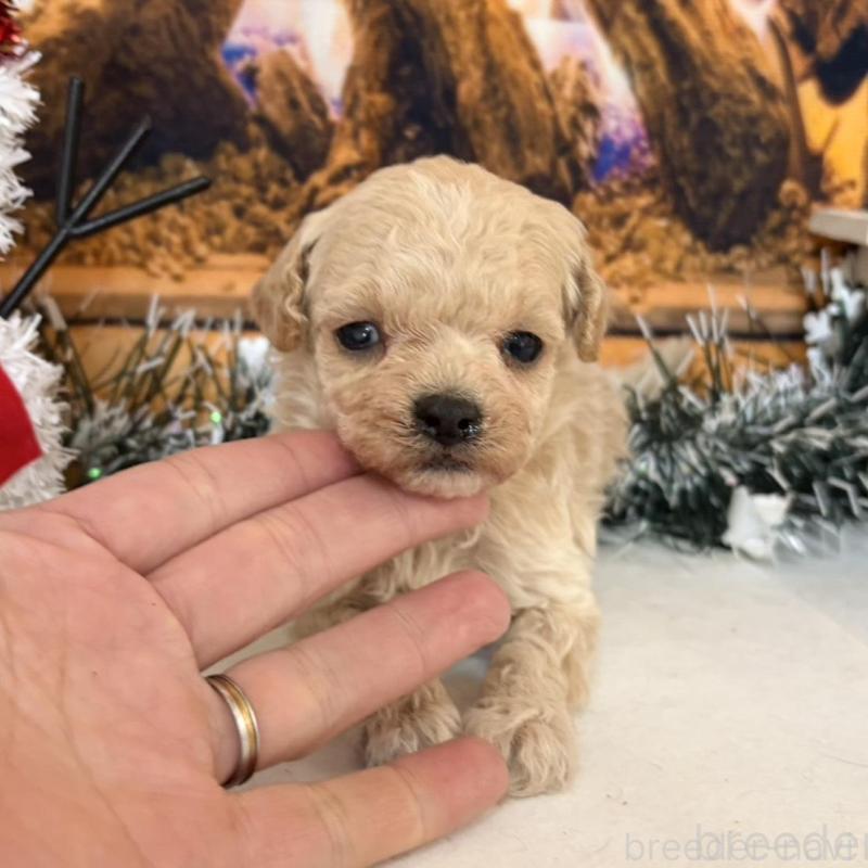 販売中の秋田県のティーカッププードル-433224