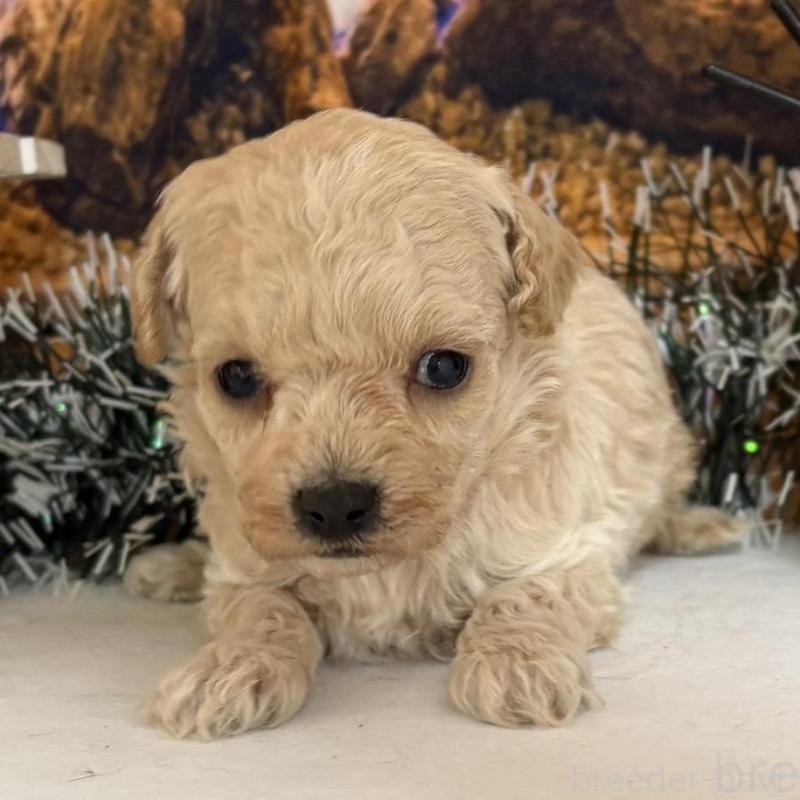 販売中の秋田県のティーカッププードル-433224の5枚目