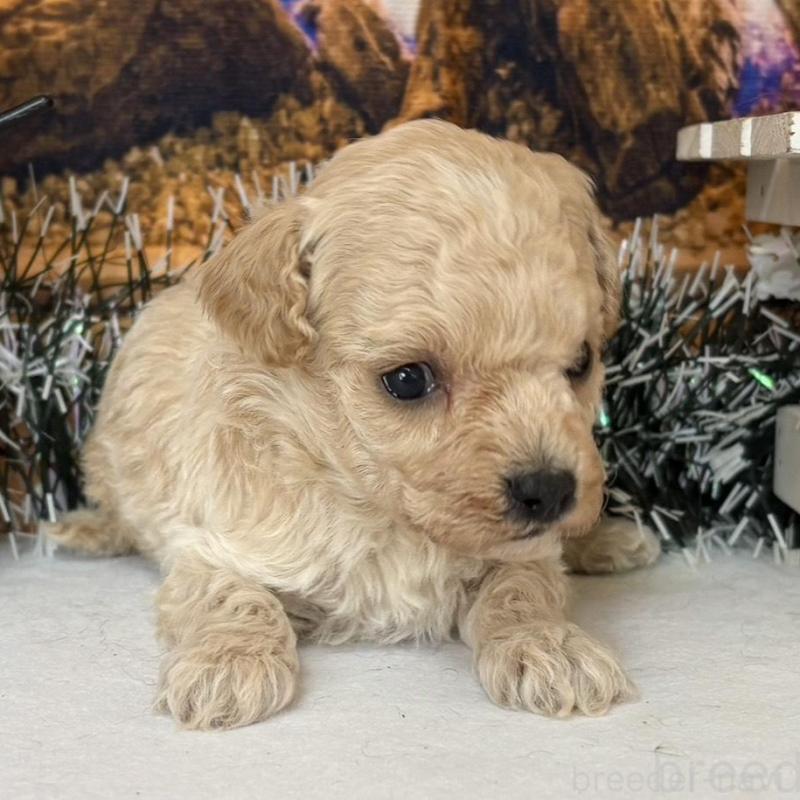 販売中の秋田県のティーカッププードル-433224の4枚目