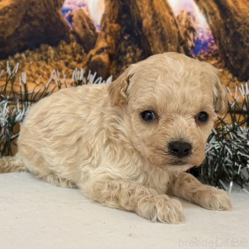 販売中の秋田県のティーカッププードル-433224の3枚目