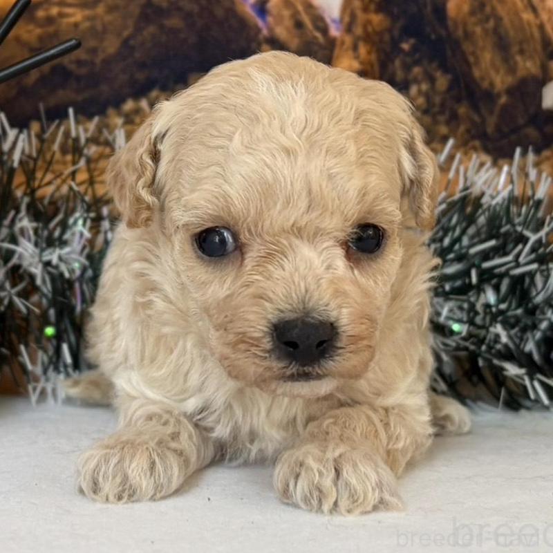 販売中の秋田県のティーカッププードル-433224の2枚目