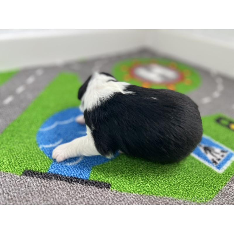 販売中の愛知県のボーダーコリー-433227の6枚目