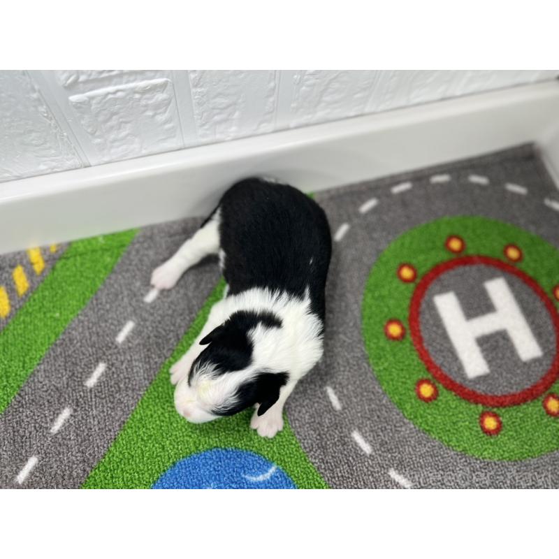 販売中の愛知県のボーダーコリー-433227の5枚目