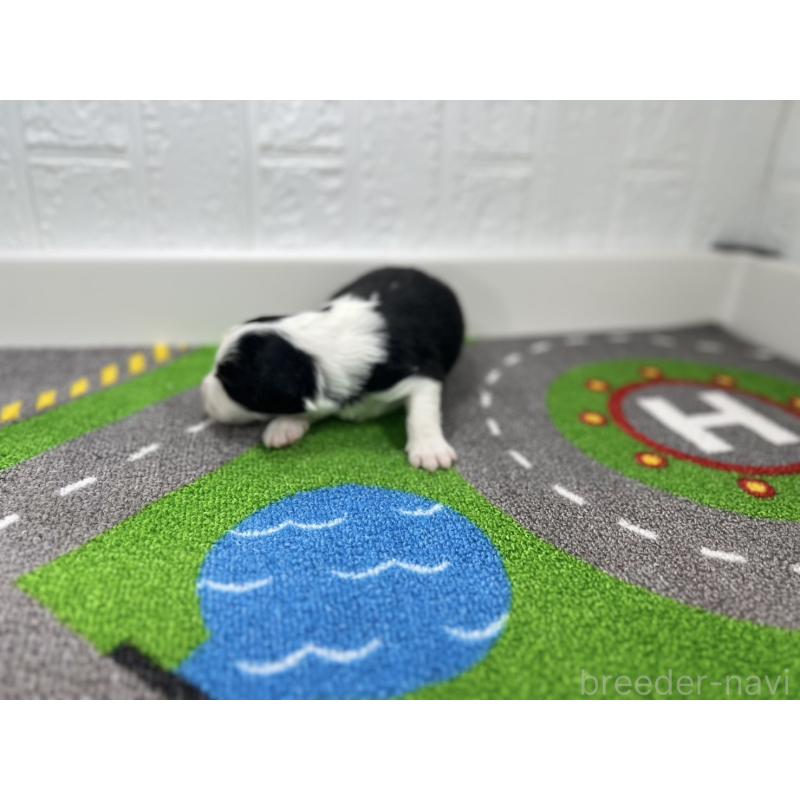 販売中の愛知県のボーダーコリー-433227の3枚目