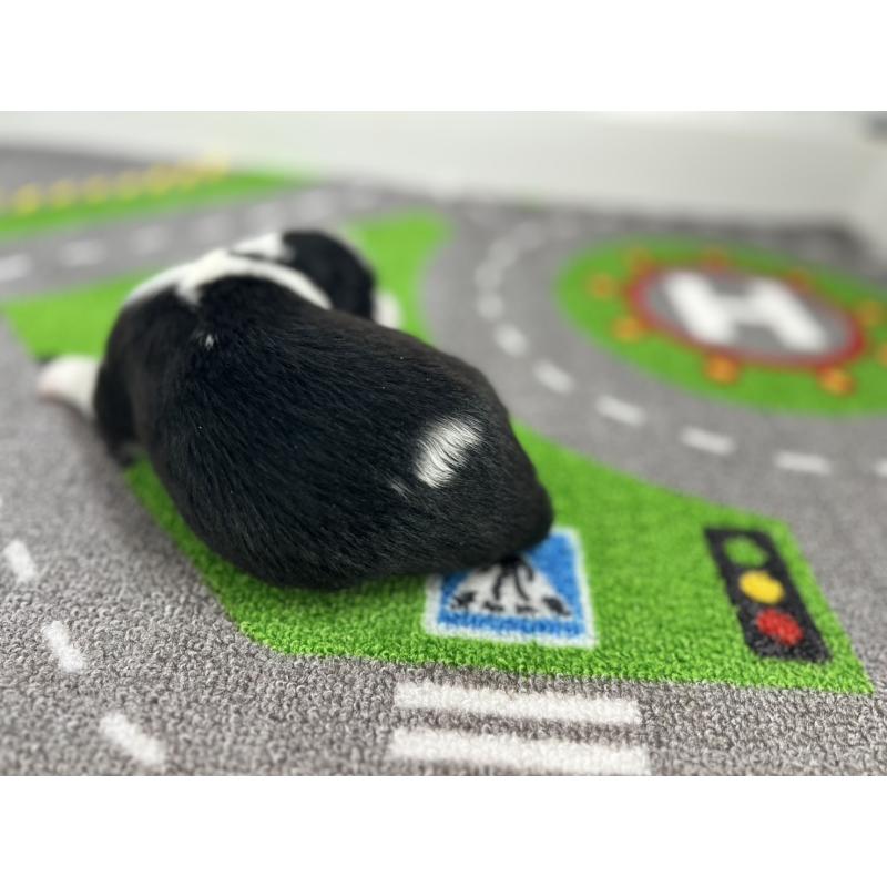 販売中の愛知県のボーダーコリー-433227の4枚目