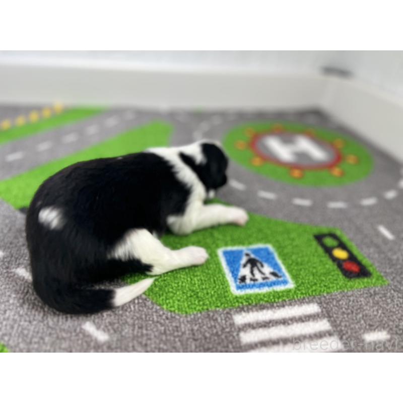 販売中の愛知県のボーダーコリー-433227の2枚目