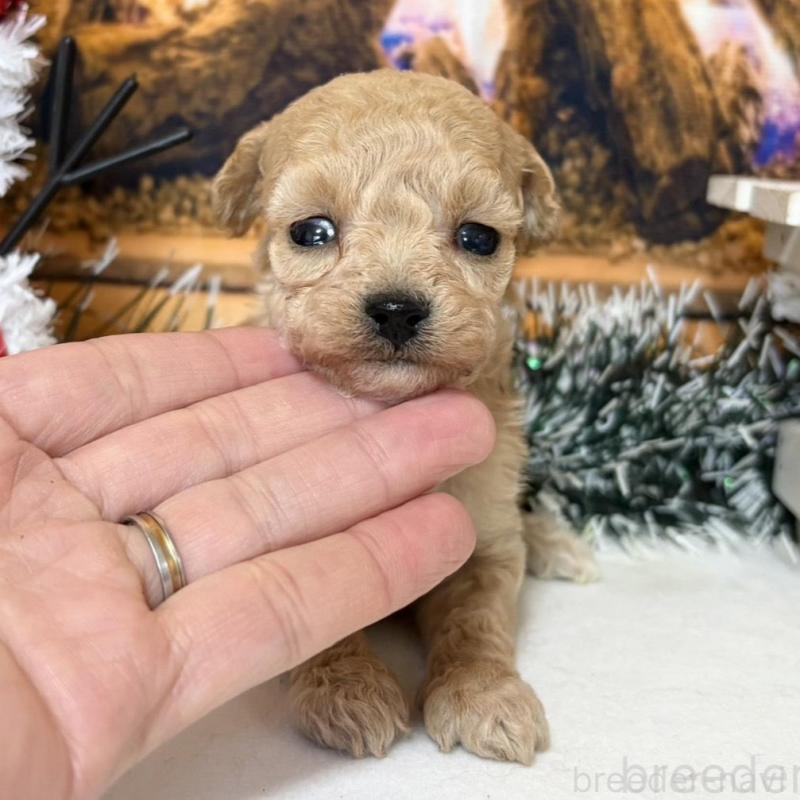 販売中の秋田県のティーカッププードル-433228の1枚目