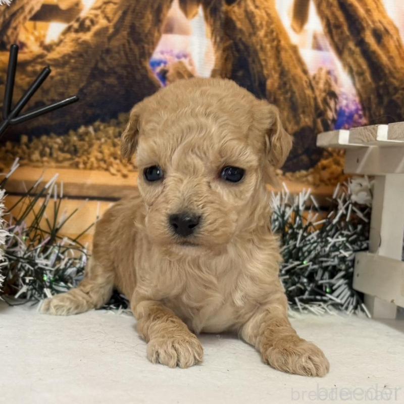 販売中の秋田県のティーカッププードル-433228の5枚目