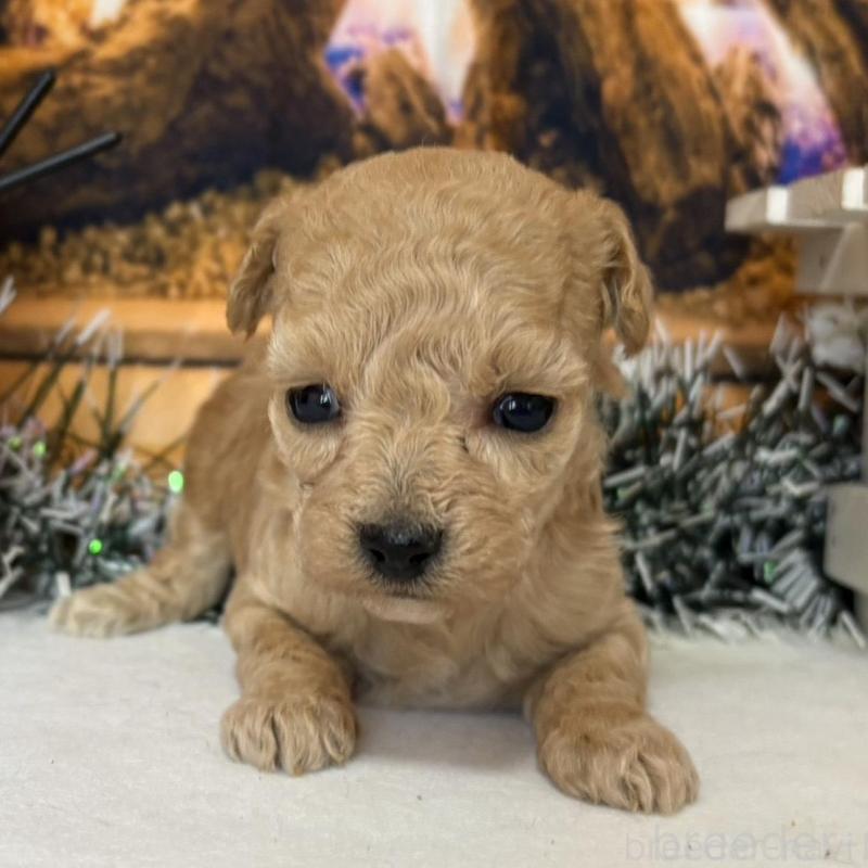 販売中の秋田県のティーカッププードル-433228の4枚目