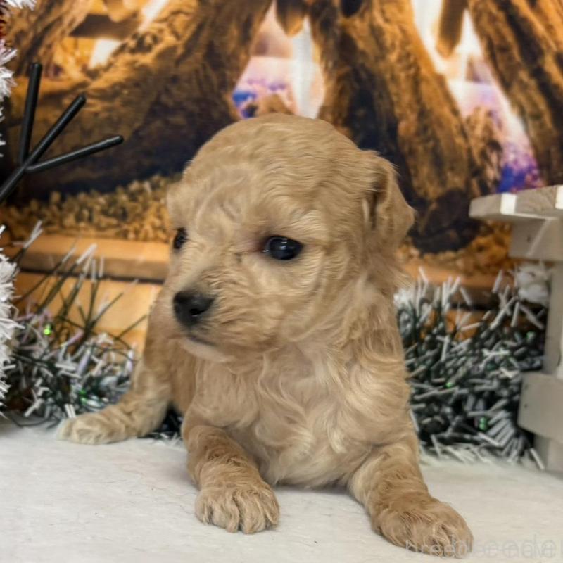 販売中の秋田県のティーカッププードル-433228の3枚目