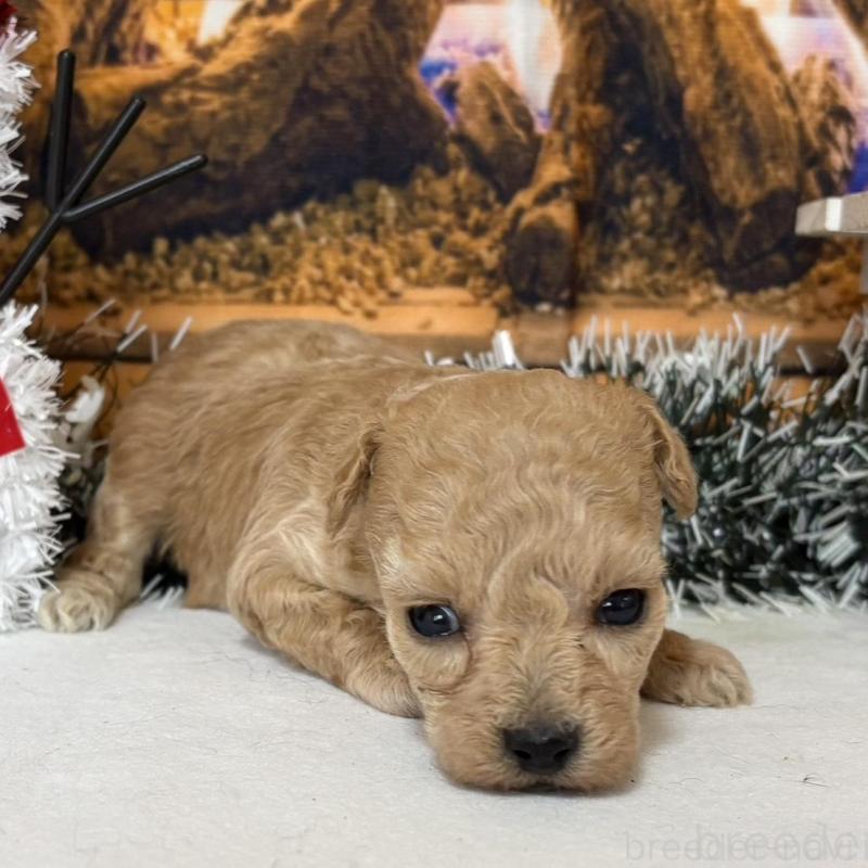 販売中の秋田県のティーカッププードル-433228の2枚目