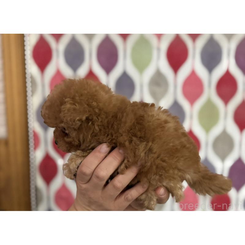 販売中の新潟県のティーカッププードル-433229の13枚目