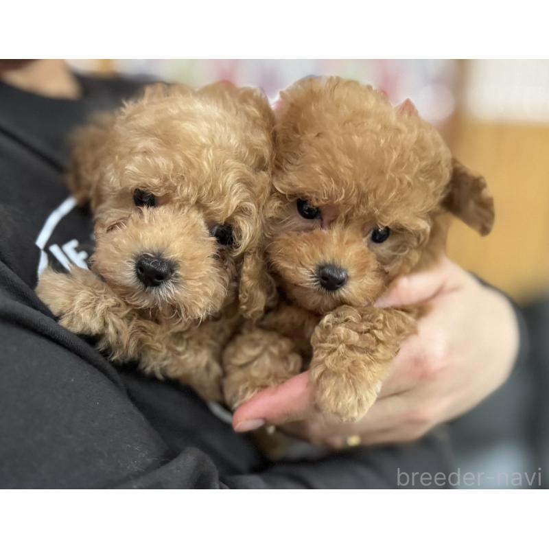 販売中の新潟県のティーカッププードル-433229の12枚目