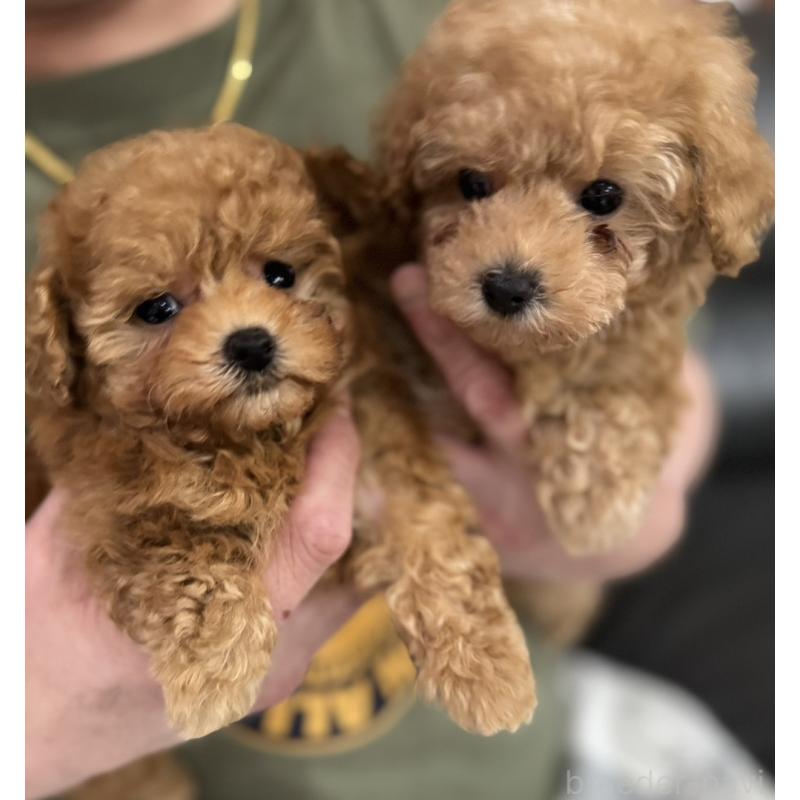 販売中の新潟県のティーカッププードル-433229の11枚目