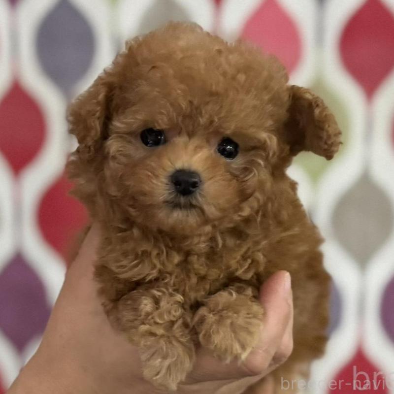 販売中の新潟県のティーカッププードル-433229の1枚目