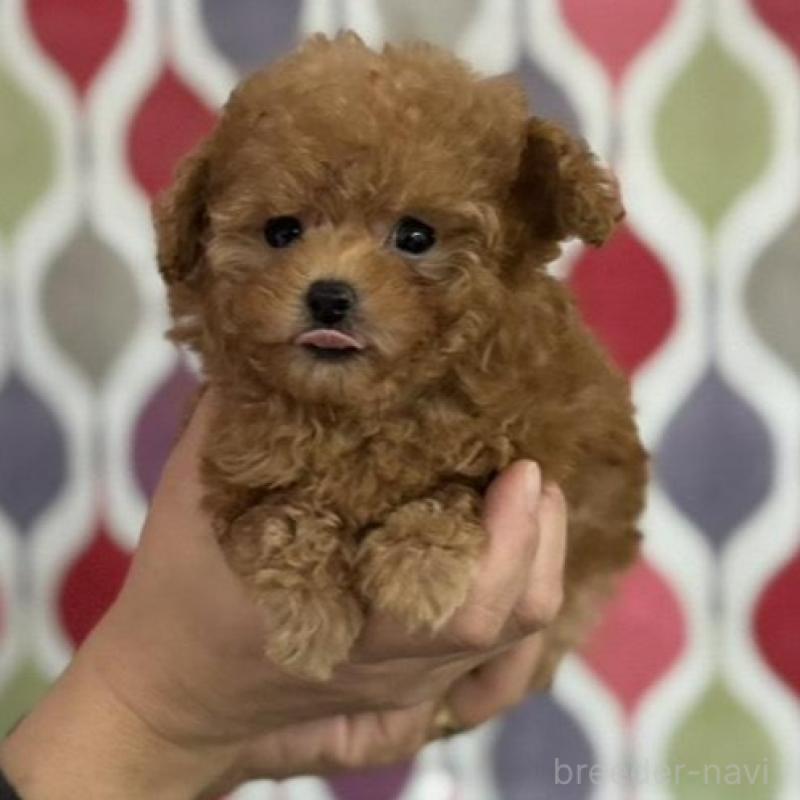 販売中の新潟県のティーカッププードル-433229の10枚目