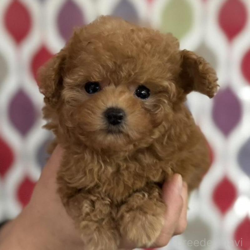 販売中の新潟県のティーカッププードル-433229の9枚目