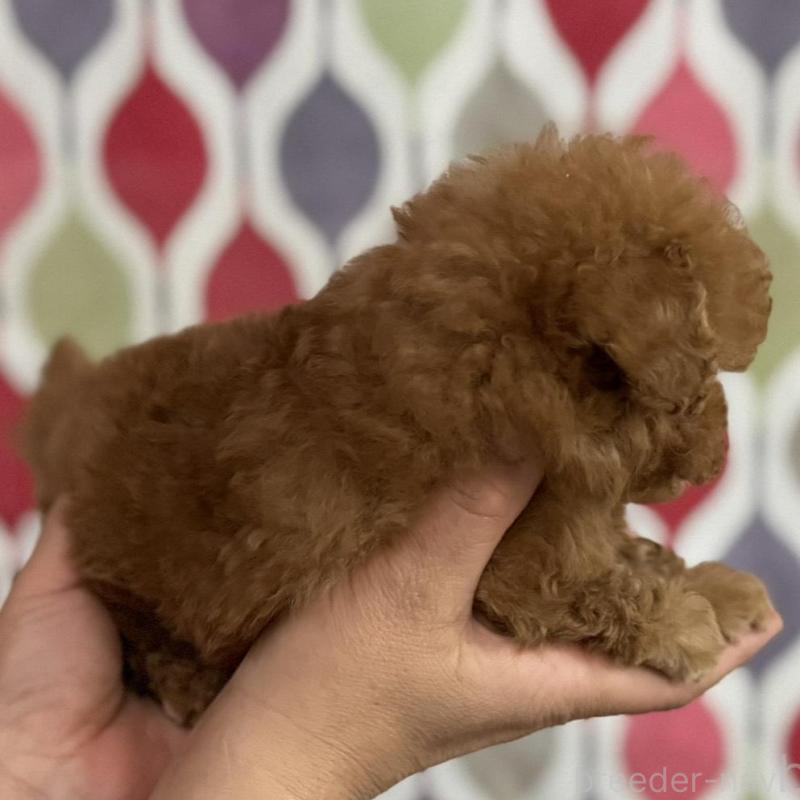 販売中の新潟県のティーカッププードル-433229の8枚目