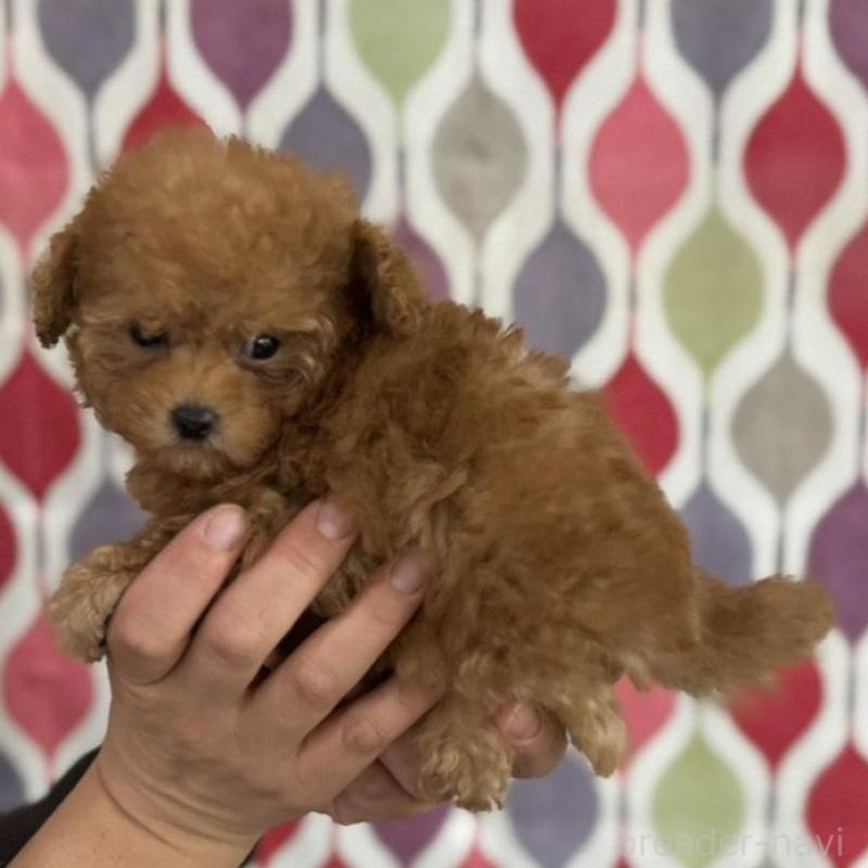 販売中の新潟県のティーカッププードル-433229の7枚目