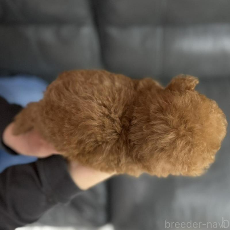 販売中の新潟県のティーカッププードル-433229の6枚目