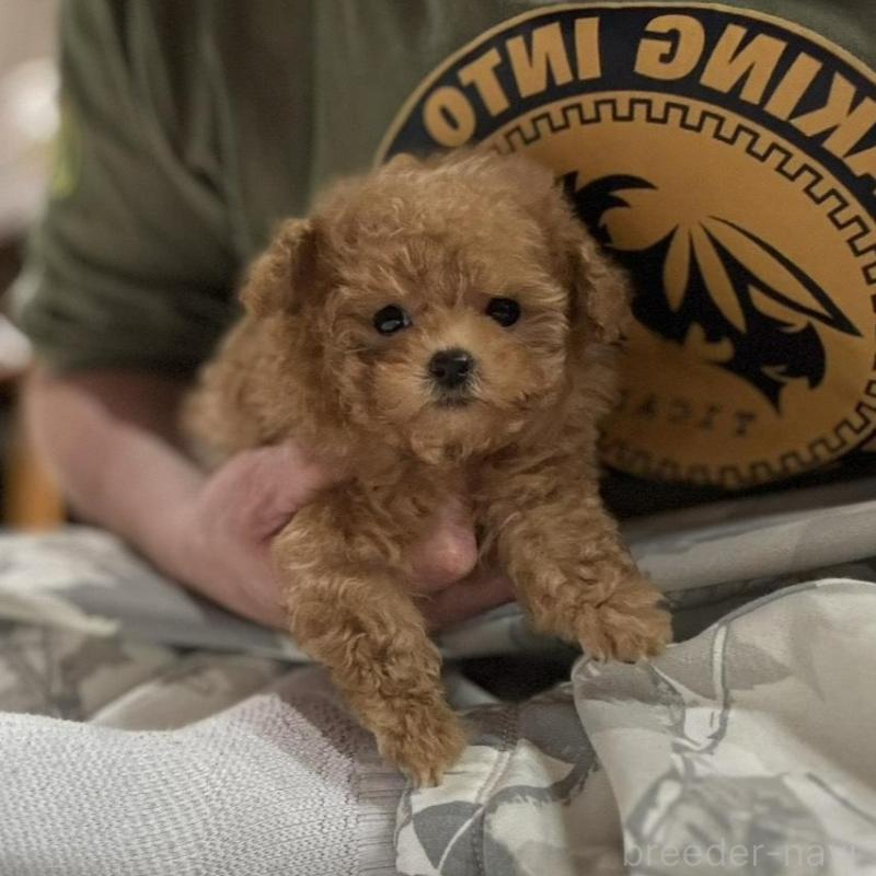 販売中の新潟県のティーカッププードル-433229の5枚目