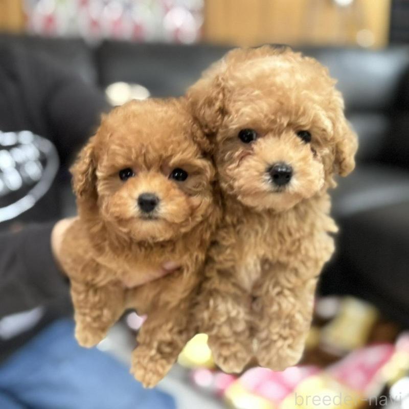 販売中の新潟県のティーカッププードル-433229の4枚目