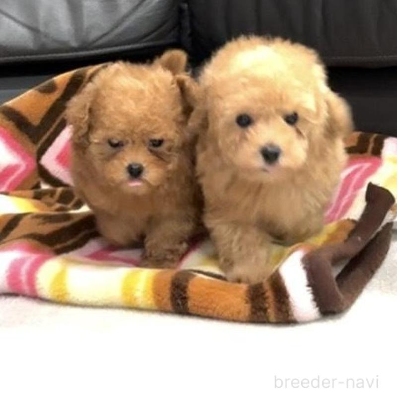 販売中の新潟県のティーカッププードル-433229の3枚目