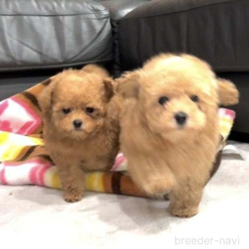 販売中の新潟県のティーカッププードル-433229の2枚目