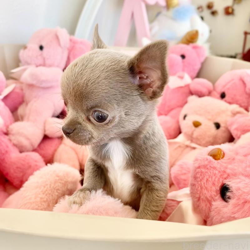 販売中の群馬県のチワワ(スムースコート)-433230の11枚目