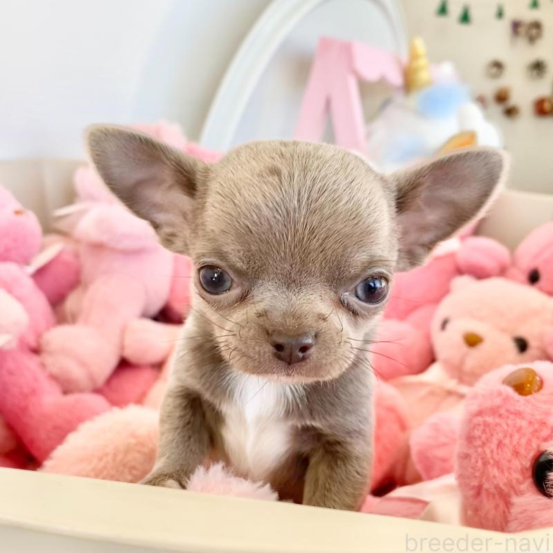 販売中の群馬県のチワワ(スムースコート)-433230の10枚目