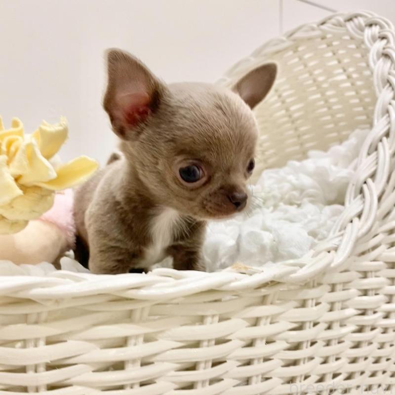 販売中の群馬県のチワワ(スムースコート)-433230の9枚目