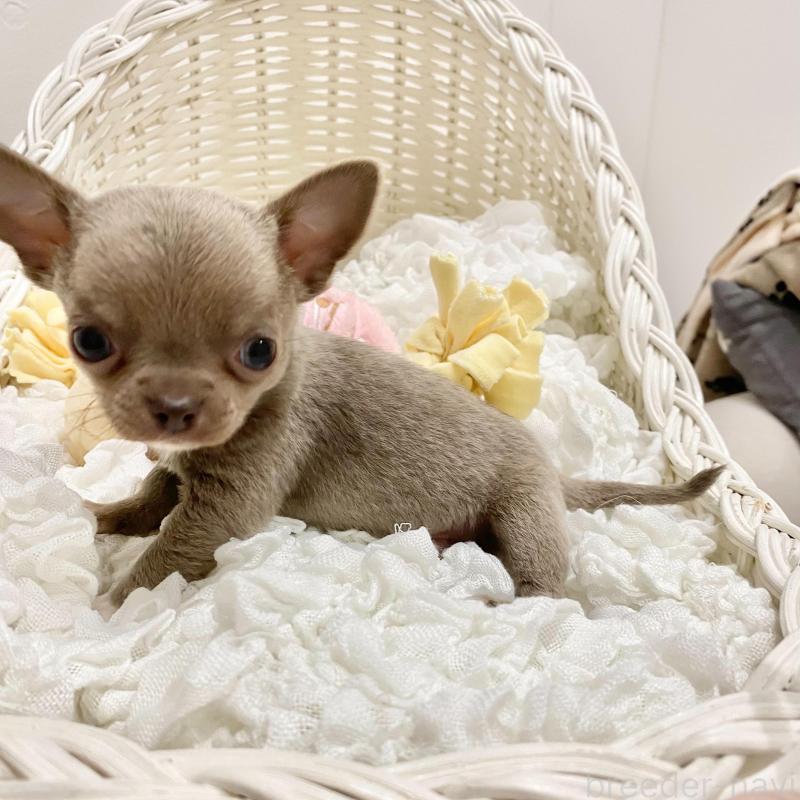 販売中の群馬県のチワワ(スムースコート)-433230の8枚目