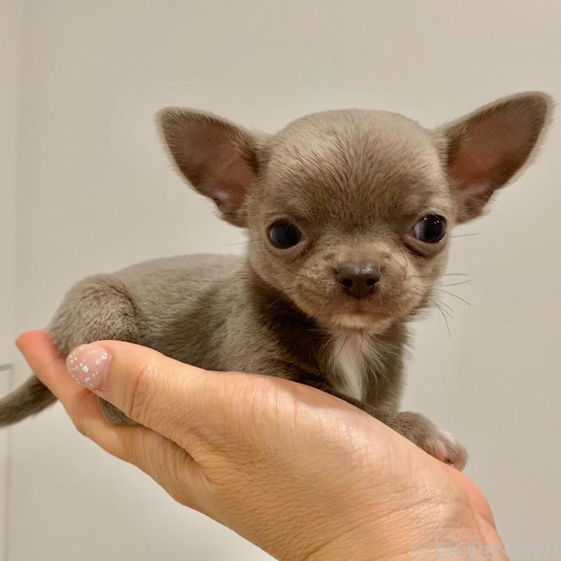 販売中の群馬県のチワワ(スムースコート)-433230の7枚目