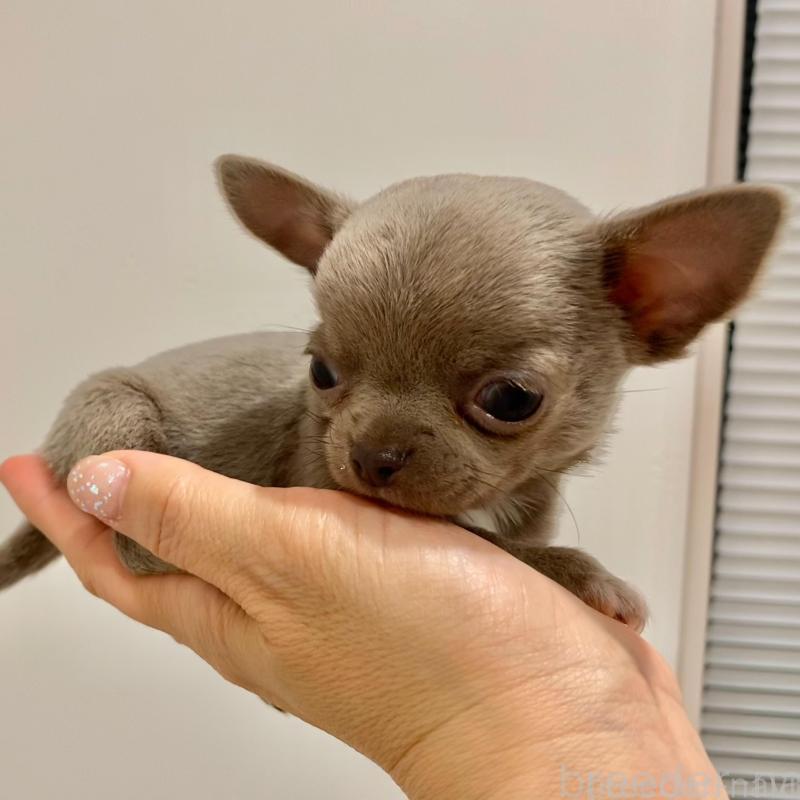 販売中の群馬県のチワワ(スムースコート)-433230の6枚目