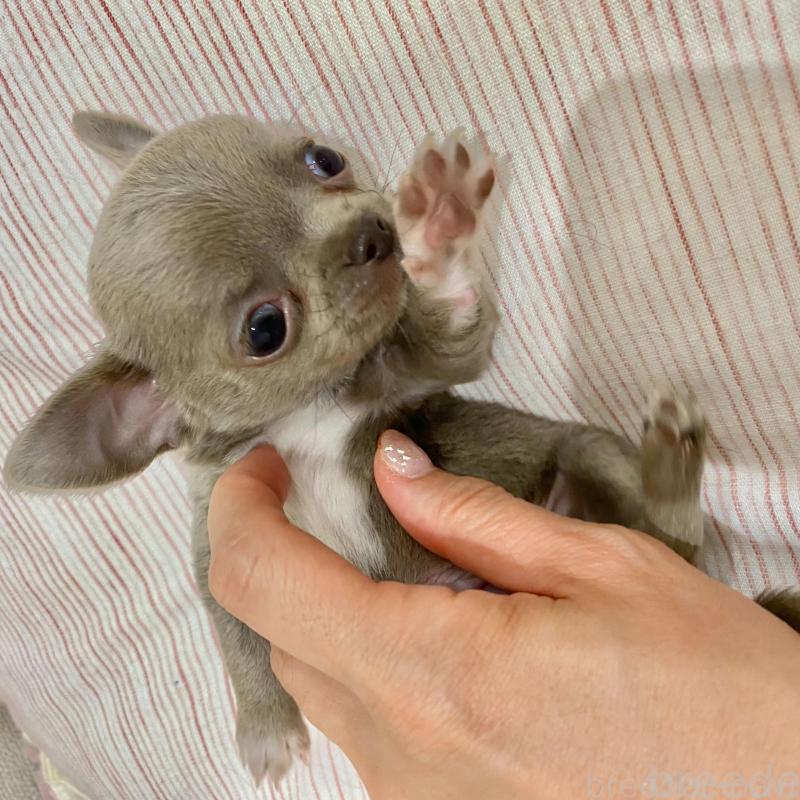 販売中の群馬県のチワワ(スムースコート)-433230の5枚目