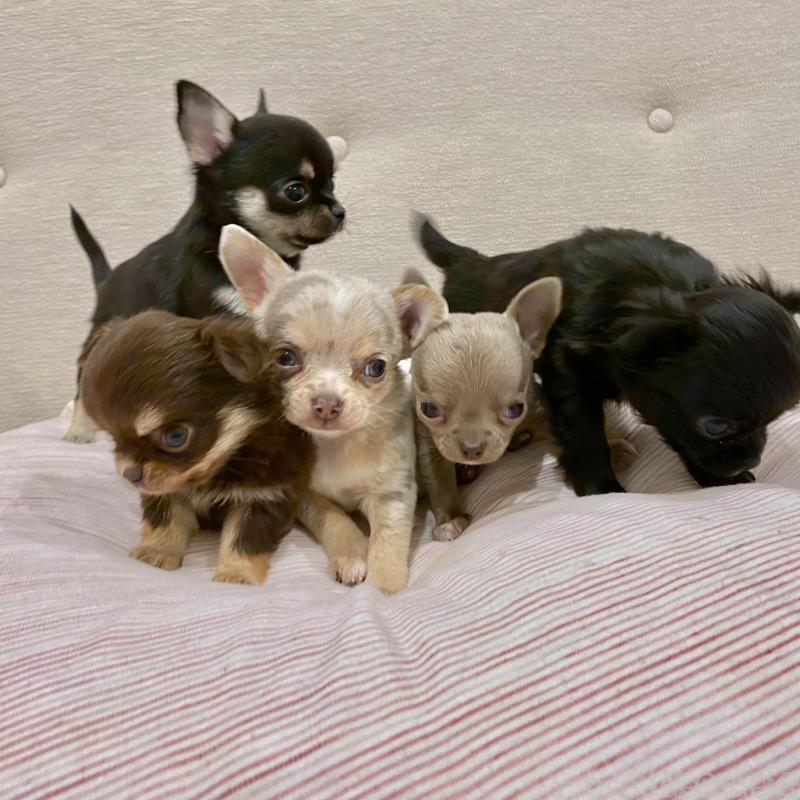 販売中の群馬県のチワワ(スムースコート)-433230の4枚目