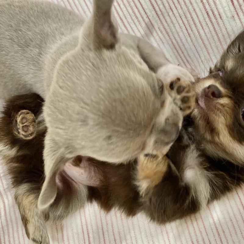 販売中の群馬県のチワワ(スムースコート)-433230の3枚目