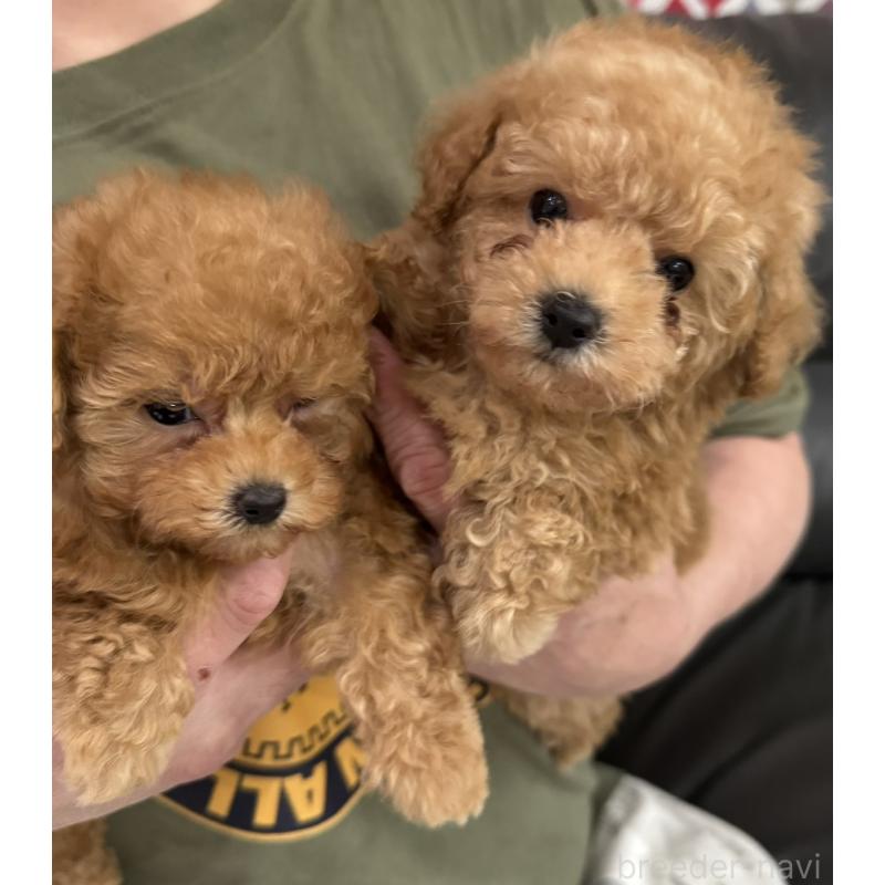 販売中の新潟県のティーカッププードル-433232の13枚目