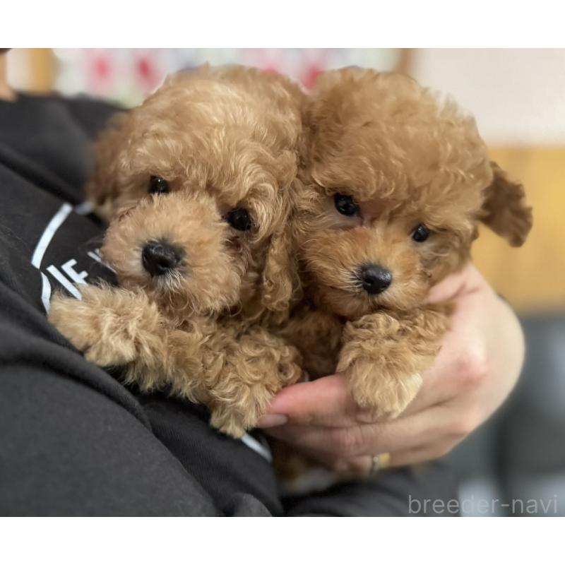 販売中の新潟県のティーカッププードル-433232の12枚目