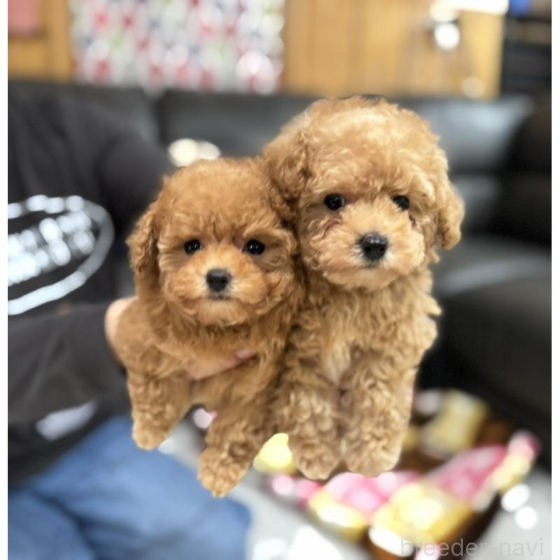 販売中の新潟県のティーカッププードル-433232の11枚目